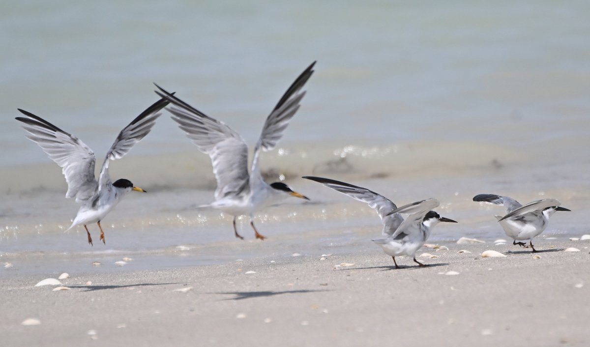 #Bahrain Little Terns lined up -just like the old sets of china bird plaques my Gran had across her wall