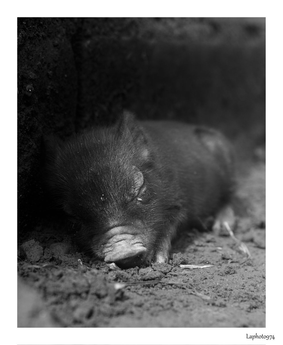 Un petit nouveau🐗💕📷 #cute #Animal #animals #AnimalLovers #love #baby #portrait #pourtoi #foryou #beautiful #beauty #photo #photooftheday #photographer #noiretblanc #blackandwhitephotography #blackandwhitephoto #Canon #canonphotography