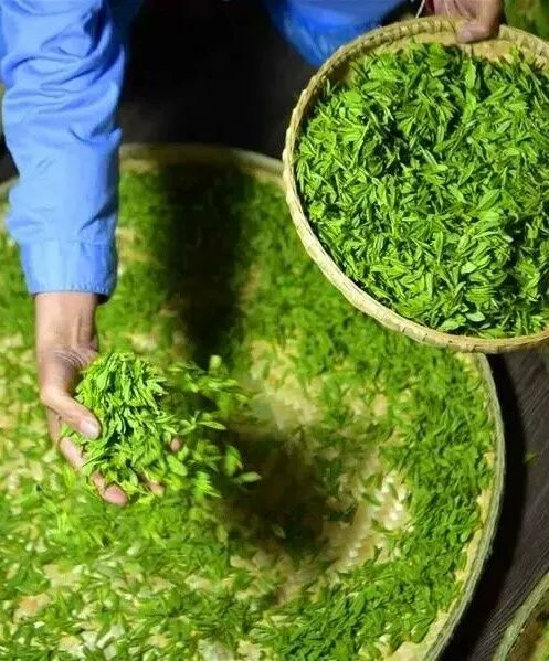 Zhenjiangcity's tweet photo. ๐โ๏ธBreathe in the fresh air and listen to the birds chirping endlessly at Nanshan, Zhenjiang, this spring. In the tea gardens, tea bushes are sprouting eagerly towards the sun, signaling the upcoming spring tea harvest.
#ViewofZhenjiang #TeaHarvest https://t.co/5DLpFqJdPl