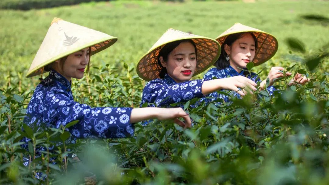 Zhenjiangcity's tweet photo. ๐โ๏ธBreathe in the fresh air and listen to the birds chirping endlessly at Nanshan, Zhenjiang, this spring. In the tea gardens, tea bushes are sprouting eagerly towards the sun, signaling the upcoming spring tea harvest.
#ViewofZhenjiang #TeaHarvest https://t.co/5DLpFqJdPl