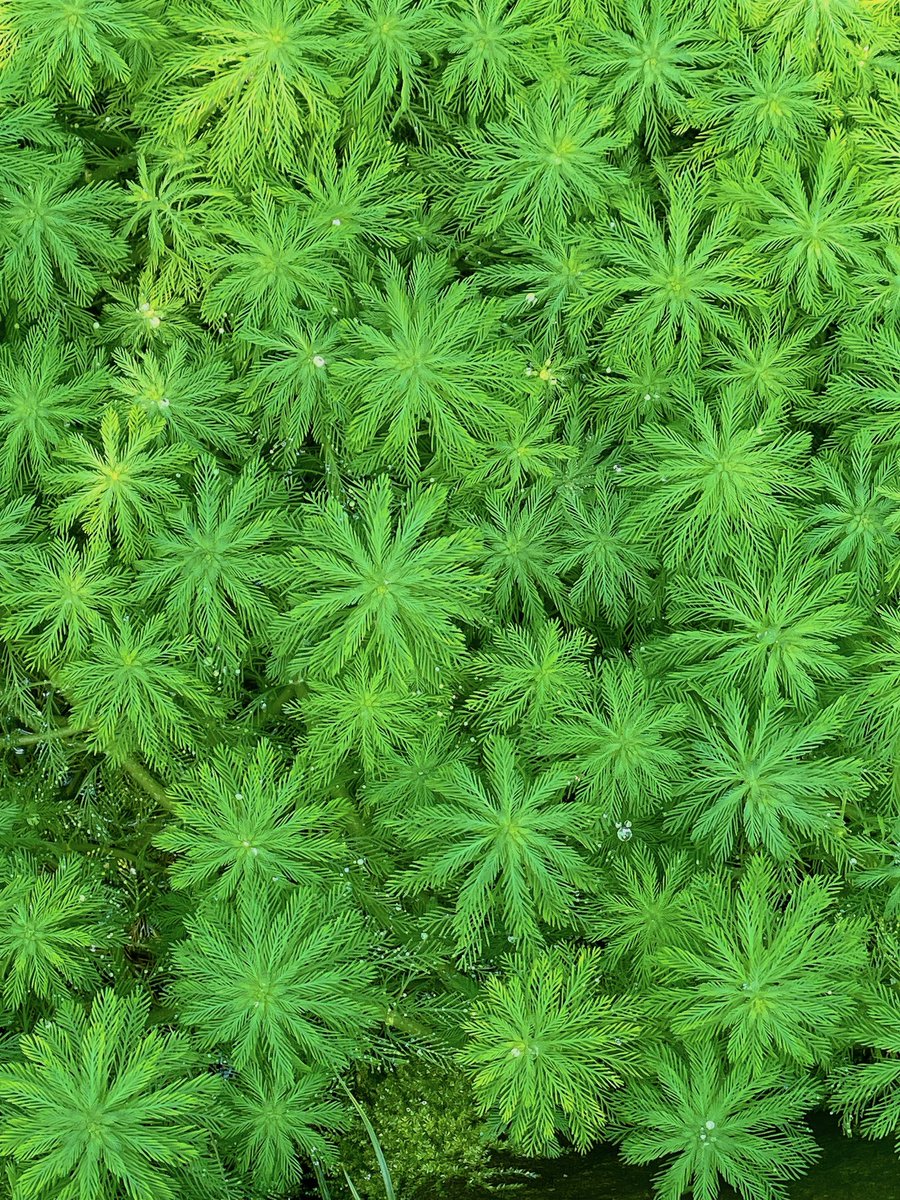 전주고속도로식물원의 겹벗풀
위에서 바라본 모양이 다들 똑같아서 
콩콩콩 도장 찍은 것 같다!

물방울이랑 꽃?이 반짝이는듯 찍혀서 넘넘 귀여움