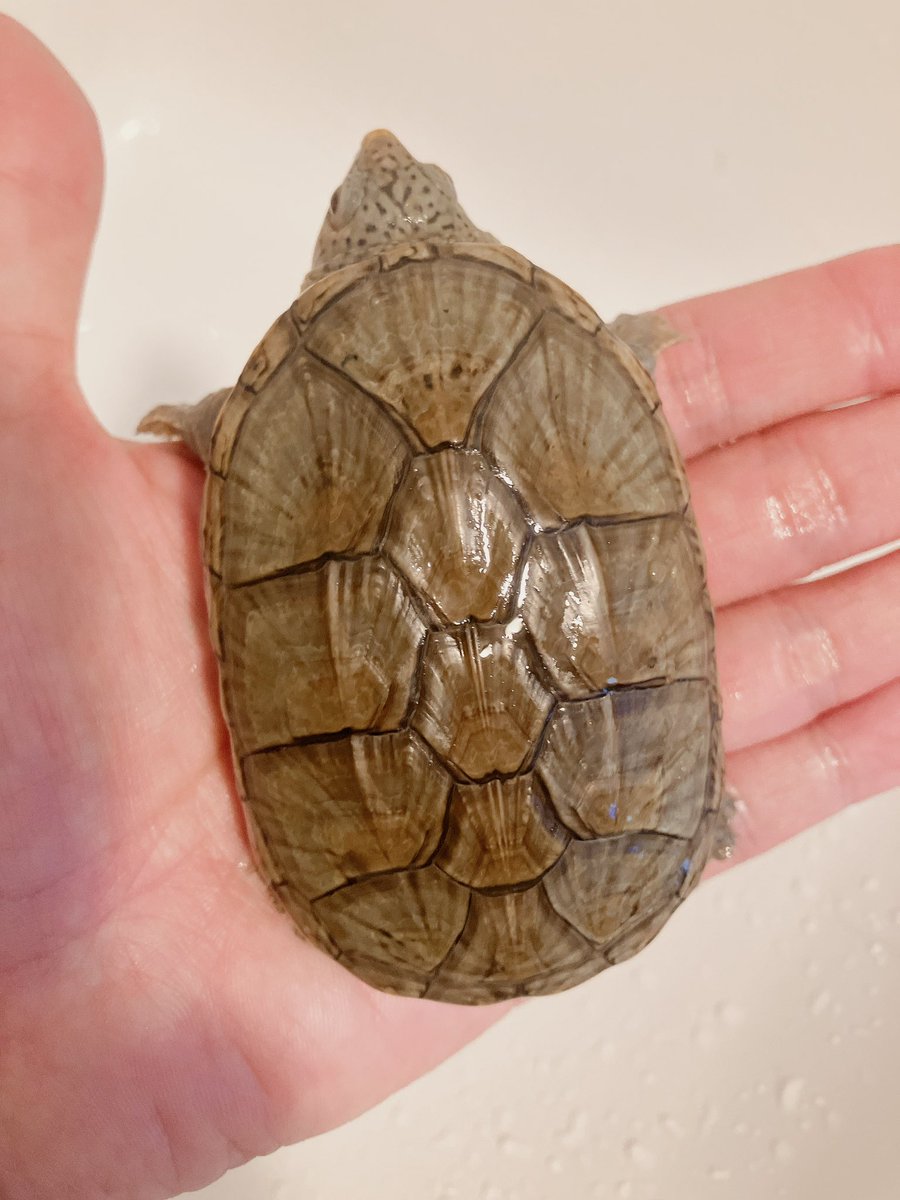 MightyTurtless's tweet photo. 少し放射柄が出てきました！
頭のスポットはこのまま残ってくれると良いですが😌 もう少し成長したら販売したいと思います‼️

#ハラガケガメ https://t.co/cQ9tujZuiY