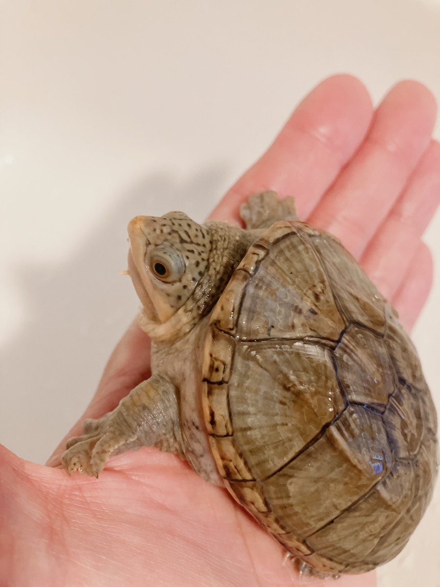 MightyTurtless's tweet photo. 少し放射柄が出てきました！
頭のスポットはこのまま残ってくれると良いですが😌 もう少し成長したら販売したいと思います‼️

#ハラガケガメ https://t.co/cQ9tujZuiY