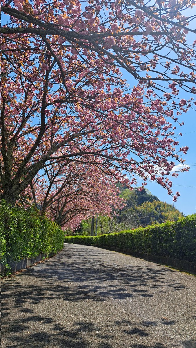 Cherry blossom season isn't quite over down here in Southern Osaka. The late blooming Yaezakura are just hitting their peak. A good place to see them is the pedestrian path running south from Amami Station on the Nankai Koya Line.