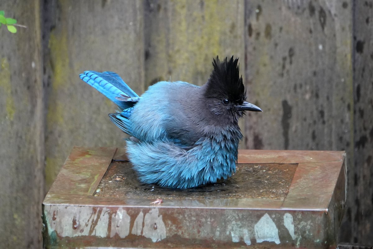 JHMSparky's tweet photo. What the hell is this blue chicken doing in my fountain? https://t.co/hq4tn8fs3z