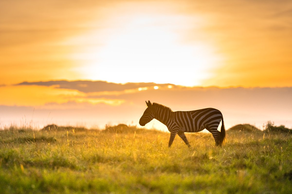 Sunrise with Zebra #MasaiMara