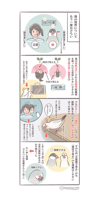 先日の頭を上下逆にして見る文鳥の行動についての考察ですが、説明を省略しすぎて分かりづらかったなと思ったので経緯説明です
#文鳥 
#4コマ漫画 