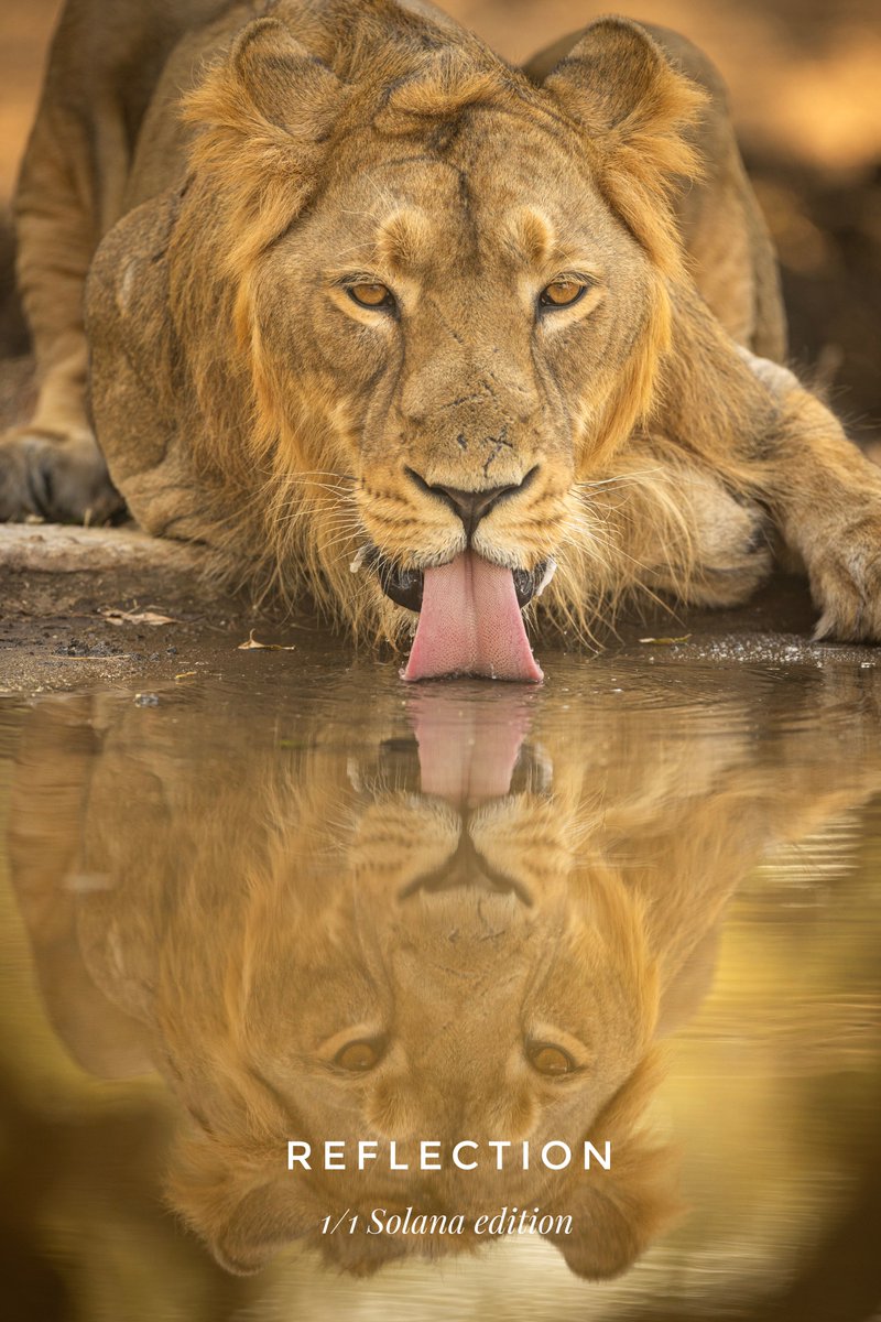 Gm Gm 🔸Reflection on @exchgART 💎 🔸Asiatic Lion quenching his thirst giving a staring look 🔸First 1/1 Solana edition at 4.5 $Sol 🔸Link exchange.art/single/6xvvMeB… Kindly share friends