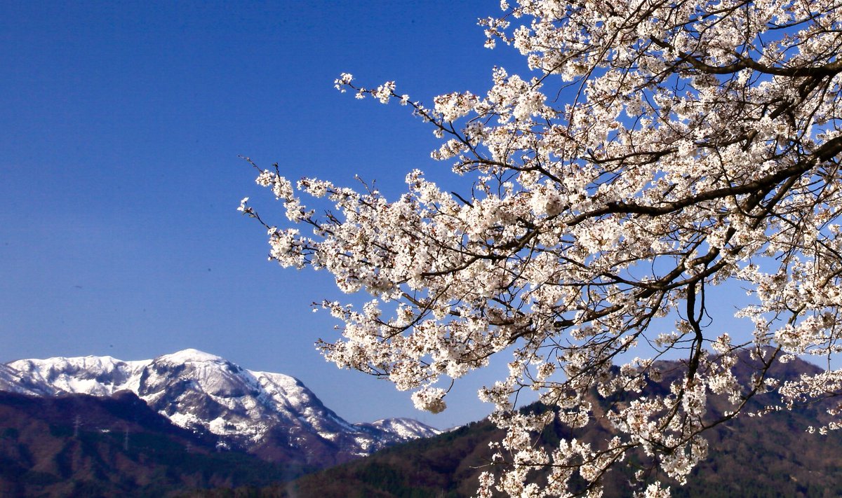 ishikawa prefecture

白山

白山山系を
バックに。