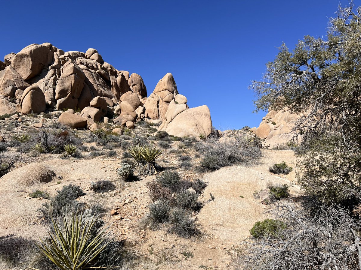 Phaden14's tweet photo. All about rocks #JoshuaTreeNP https://t.co/LeVidgkriz