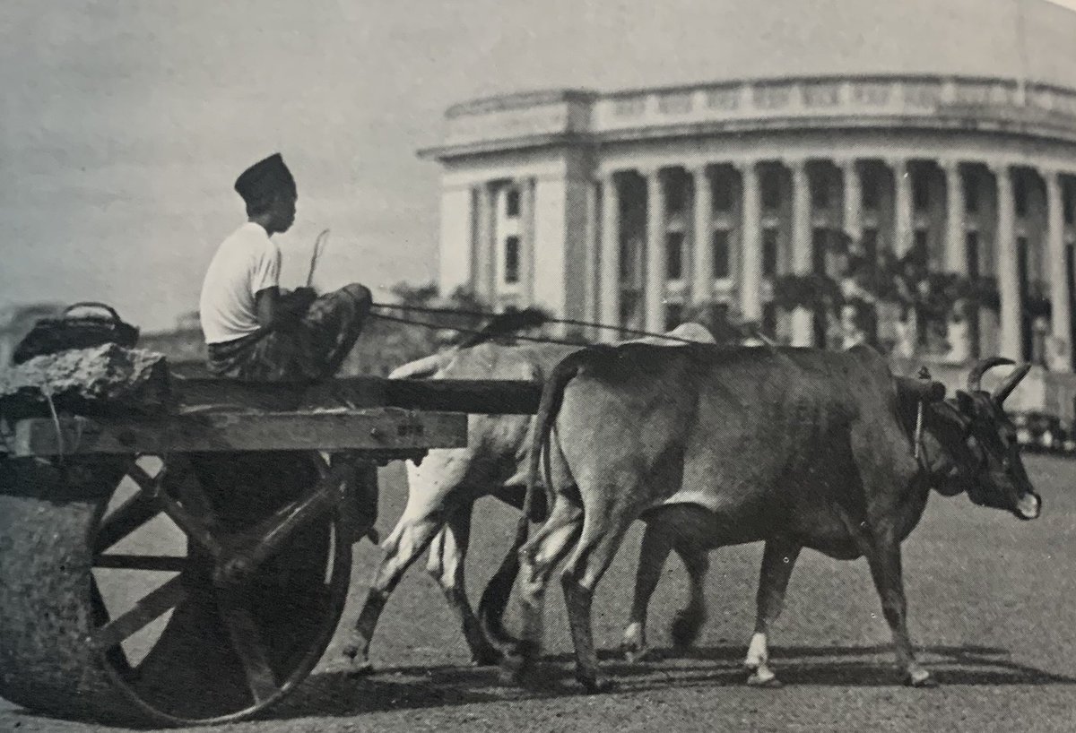 Rolling the cricket pitch on the Padang, Singapore, 1938