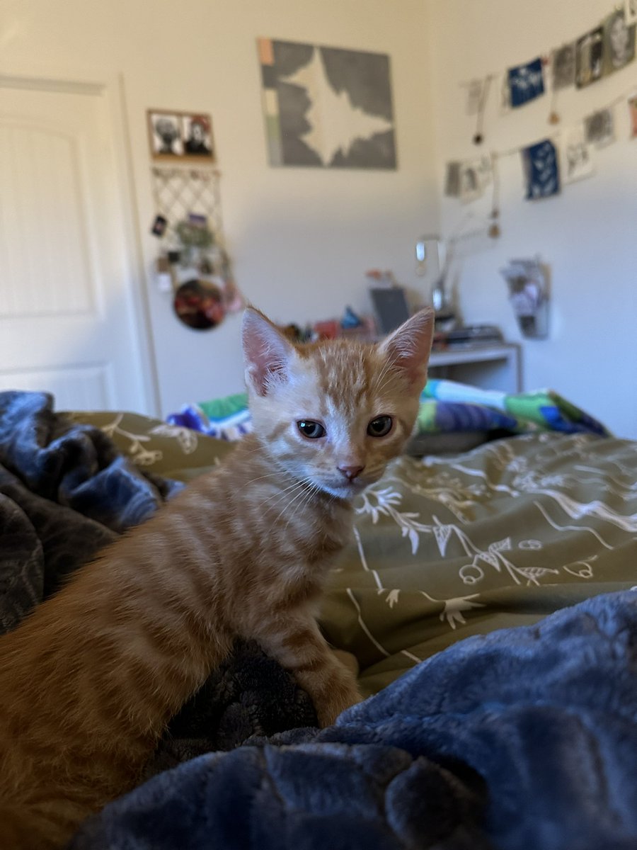 spookyshah's tweet photo. i became a mother today btw :’) twitter meet walrus! my tiny 5 week old orange son 🤱🏽🧡 https://t.co/zUNOHf2vsd