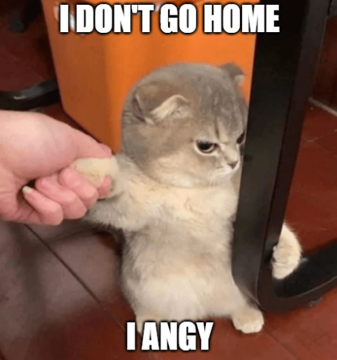 <a href="/AngyKittenSOL/">ANGY KITTENS</a> <a href="/100xAltcoinGems/">100x Altcoin Gems</a>