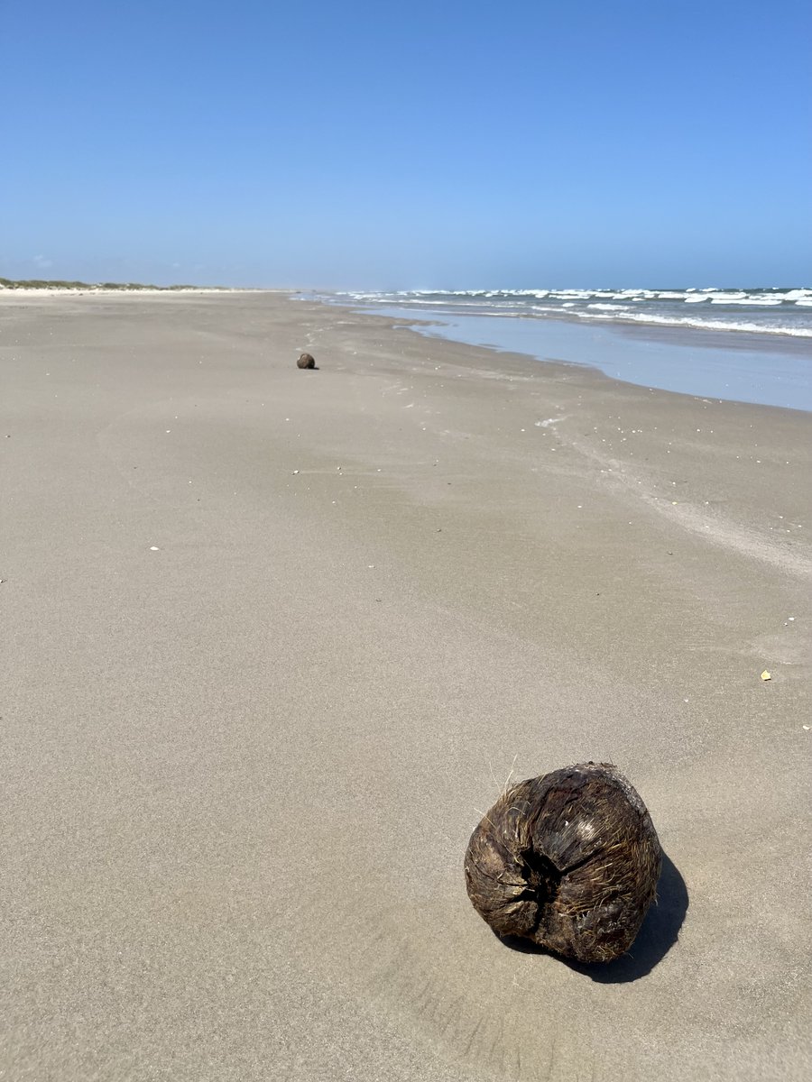 Someone left coconuts on the beach like breadcrumbs 😂🌴👀