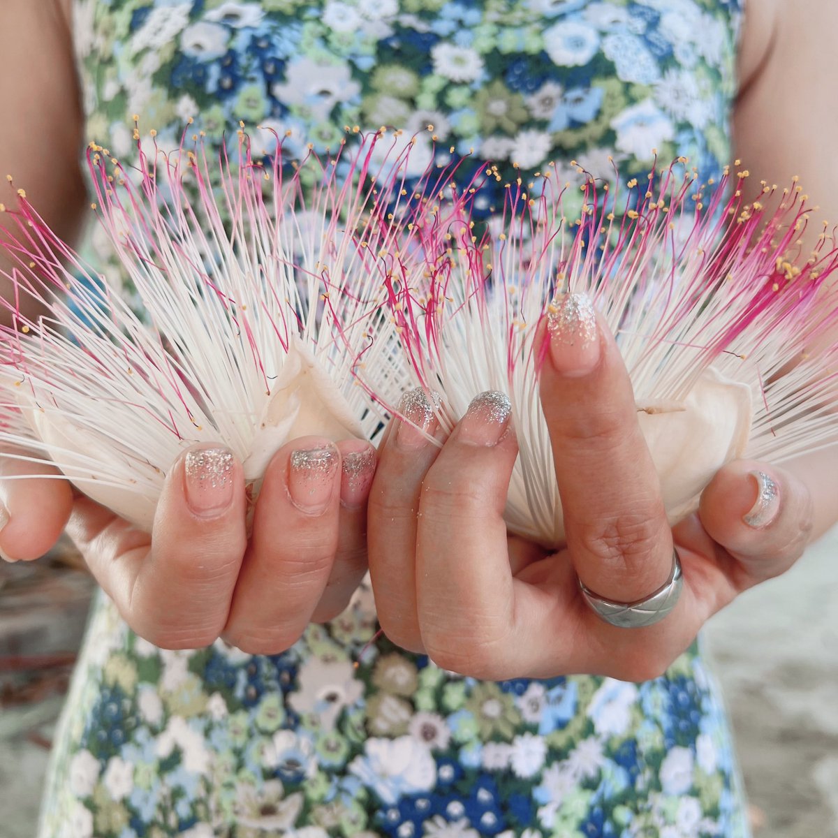 madammiyu's tweet photo. これはゴバンノアシという花🌸
リペ島のビーチに咲いている🏖️
日本には無いこのお花超好き💕
夜に咲いて朝落ちちゃう不思議なお花🌚
朝のビーチにポトって落ちてくる🌞
とっても綺麗✨
#ゴバンノアシ
#ソンクラン #サトゥーン県 #KoLipe #เกาะหลีเป๊ะ #จังหวัดสตูล #タイ #リペ島 https://t.co/phoX88SAhS