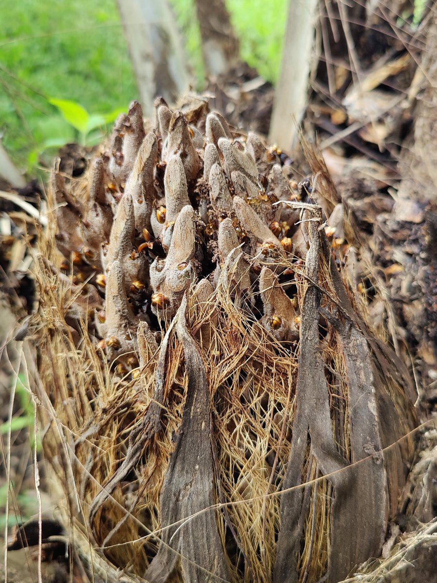 ghillert's tweet image. In 2019, I planted an Elaeis oleifera (American Oil palm) from a 10gal pot (I believe). It is blossoming now for the first time!! #stoked And what a monster of a plant it has become! One of the fastest #palms in my collection. #Hawaii