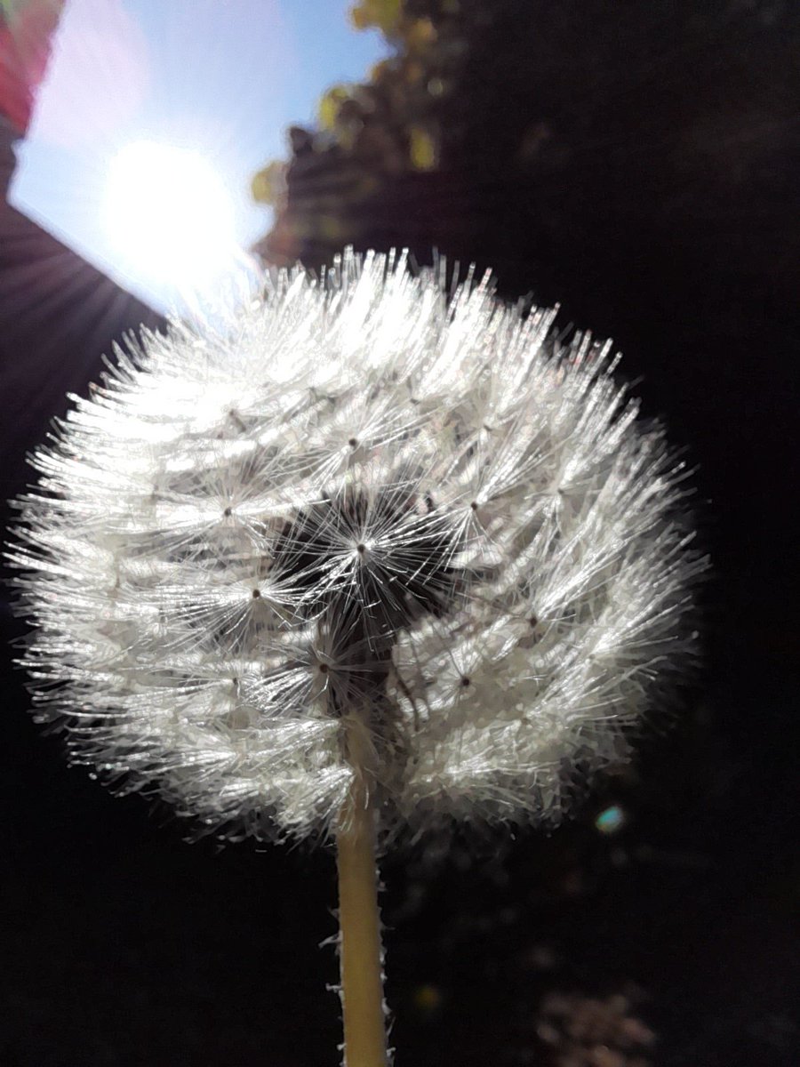 Dandelions were once thought to be able to ward off witches. I snapped this photo during my morning walk today. I call it 'O!' 💛 #AlphabetChallenge #WeekO and 💚 #FolkloreSunday #folklore #Flowers #flowerphotography #garden