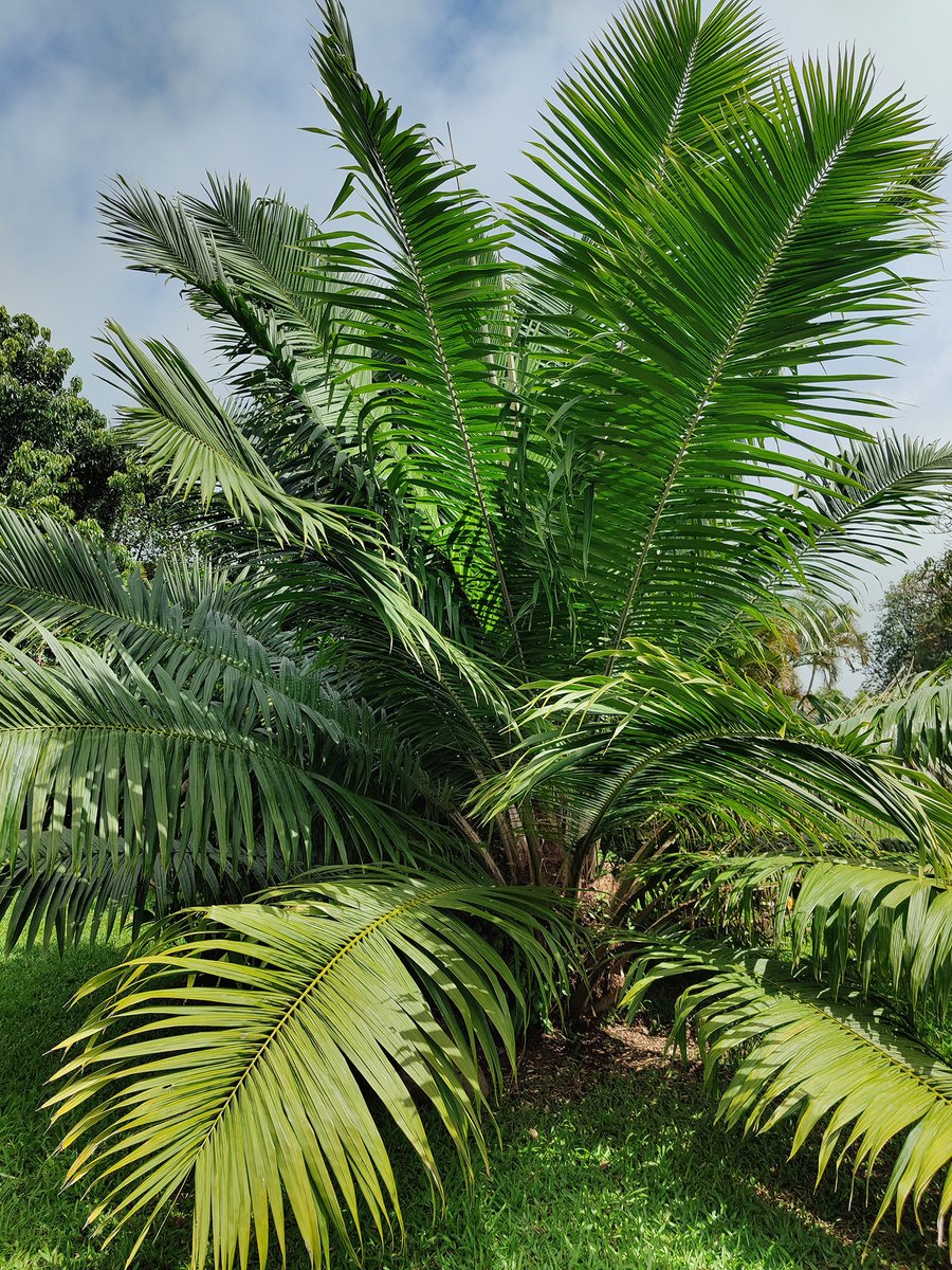 ghillert's tweet image. In 2019, I planted an Elaeis oleifera (American Oil palm) from a 10gal pot (I believe). It is blossoming now for the first time!! #stoked And what a monster of a plant it has become! One of the fastest #palms in my collection. #Hawaii