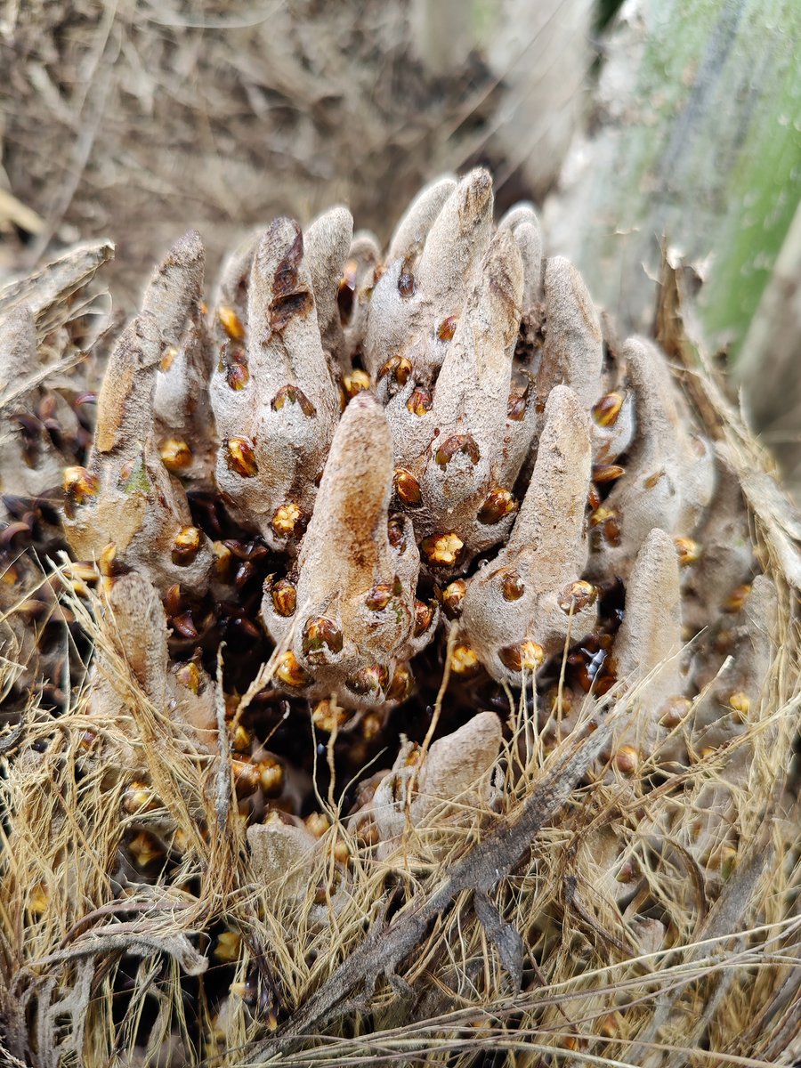 ghillert's tweet image. In 2019, I planted an Elaeis oleifera (American Oil palm) from a 10gal pot (I believe). It is blossoming now for the first time!! #stoked And what a monster of a plant it has become! One of the fastest #palms in my collection. #Hawaii