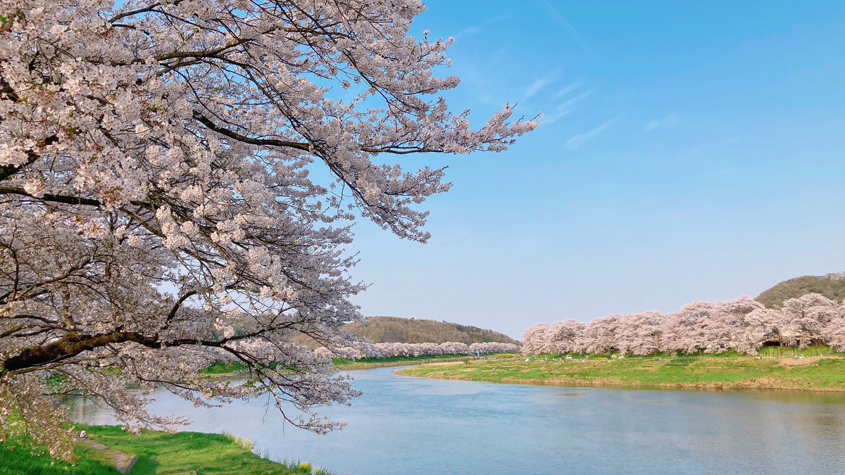 #一目千本桜
 #宮城県
 #大河原町