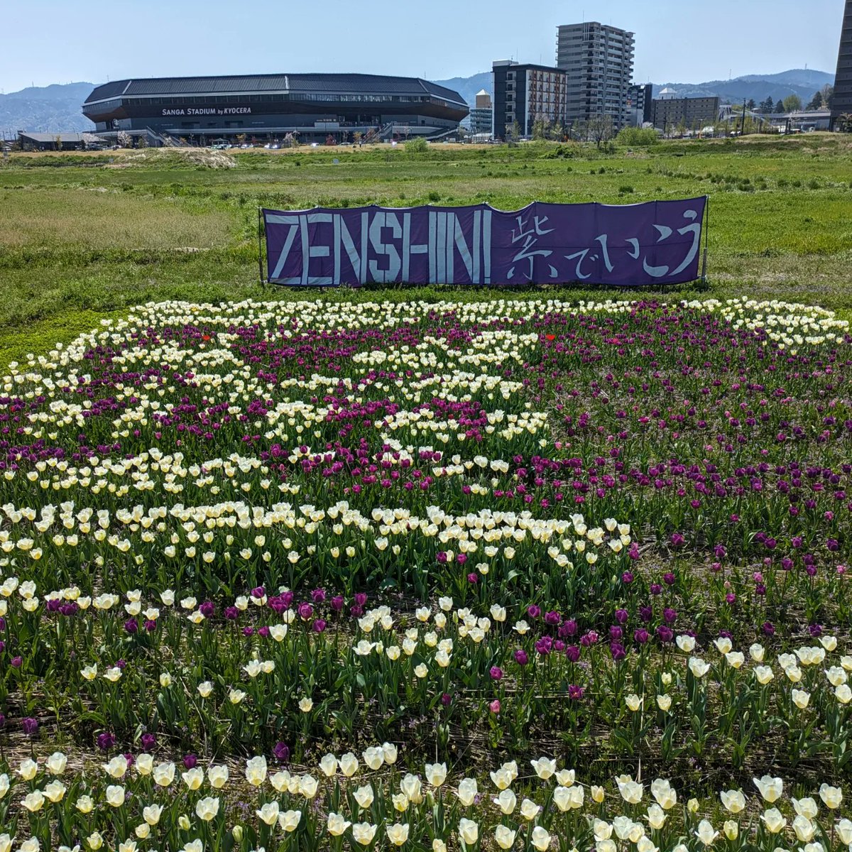 kyoumurasaki52's tweet photo. チューリップは満開！亀岡はももクロで盛り上がってる。
サンガも続け！次こそホーム勝利で盛り上げてくれ！
#Teamdoit
＃ムラサキのチューリップ畑 https://t.co/ST79qfT3MW