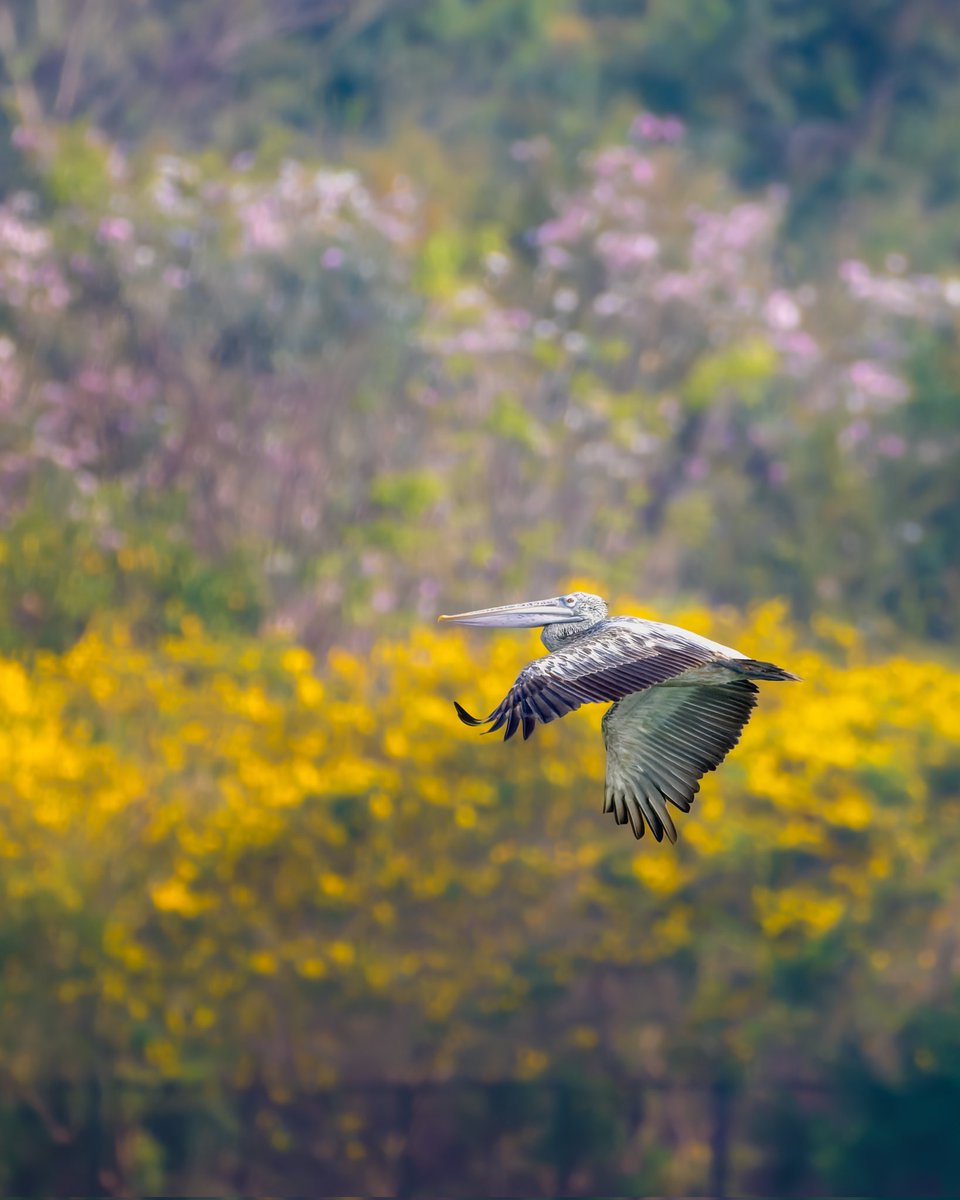 Vishu Ashamsagal and puthandu nalvazhuthukal to all of you. Stay blessed #indiAves #malayalamnewyear #tamilputhandu #pelican #birdphotography #birdwatching