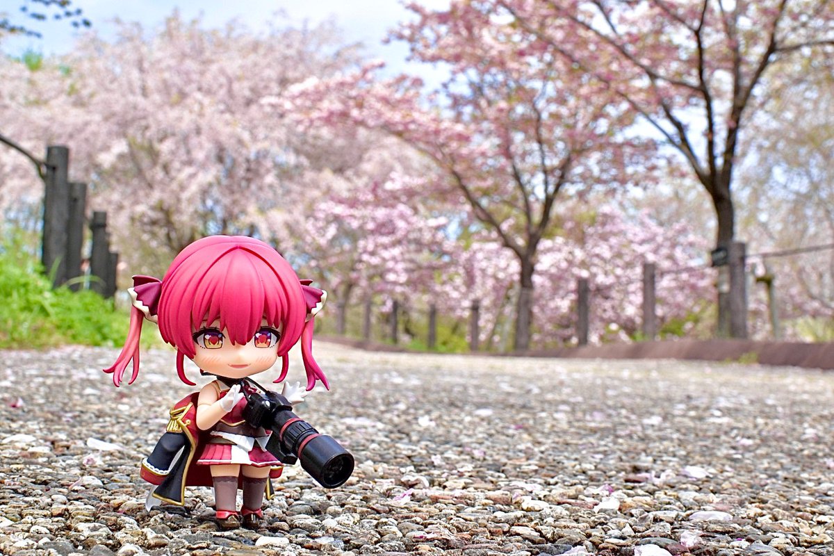 昨日はマリン船長とお花見という名の桜撮影会に行ってきました〜！
 #マリンのお宝  #ねんどり