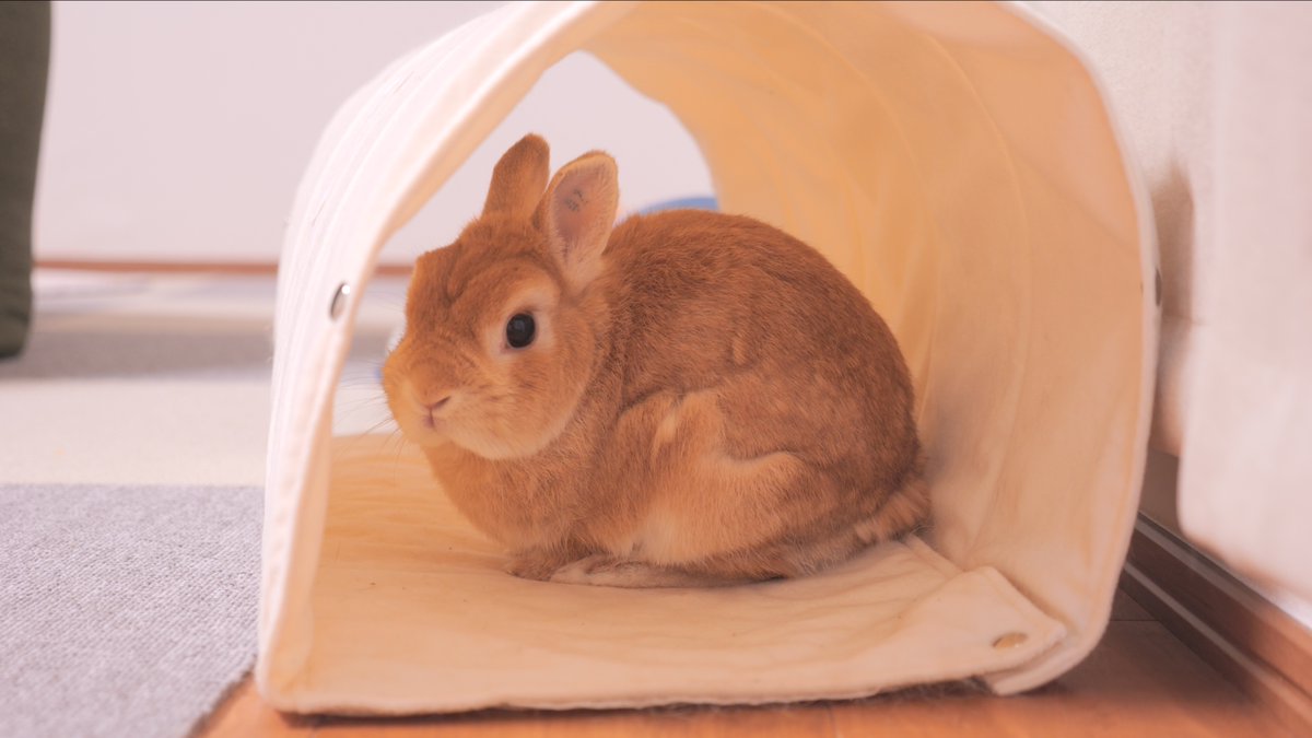 ミミのトンネルですがムギが独占中です🐰

#うさぎ　#bunny　

#うさぎの麦ちゃんねる