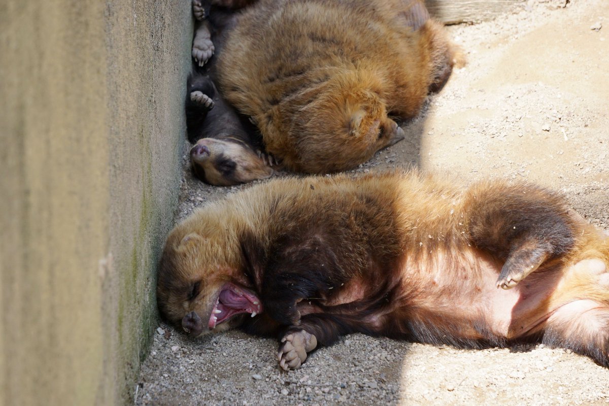 ある日のアナグマ邸😊
＃安佐動物公園
#アナグマ 
＃コト　＃アワ　＃アズキ