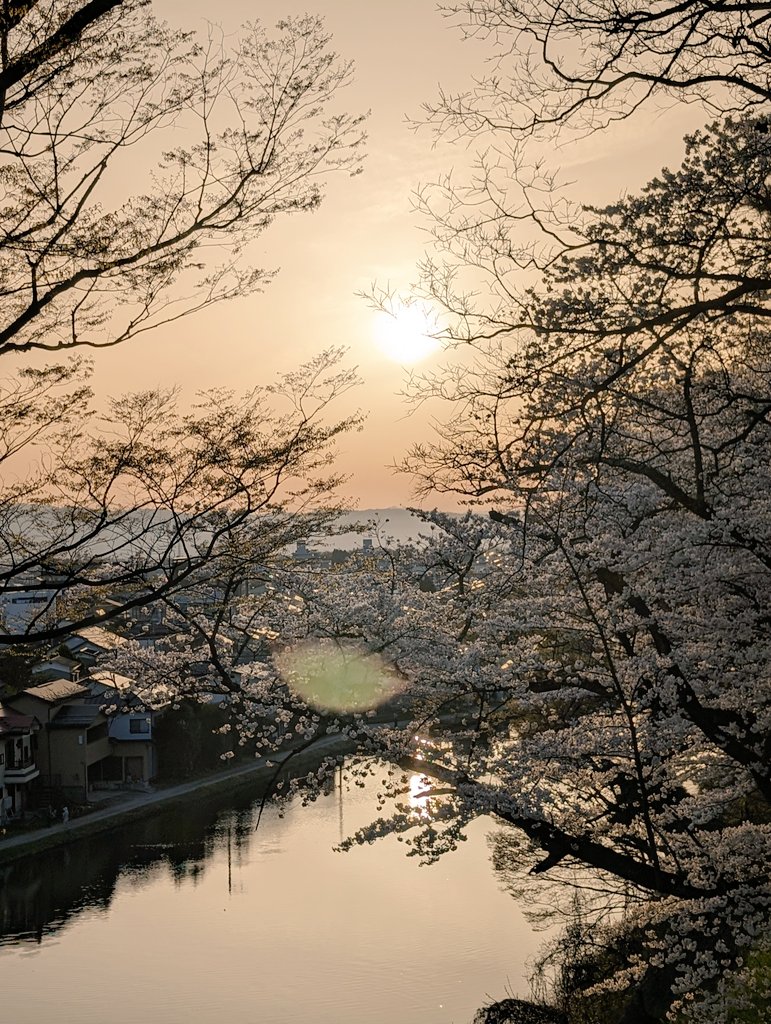会津も桜満開になりましたぁあああ🌸🌸🌸
#鶴ヶ城
