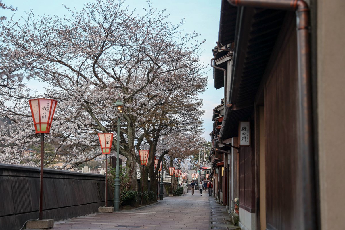 taku_koushien's tweet photo. 主計町茶屋街の桜

#石川県 #金沢 #主計町 #主計町茶屋街
#桜 #桜2024 #春2024
#額装のない写真展 
#カメラ好きな人と繋がりたい 
#写真好きな人と繋がりたい 
#キヤノン党でほめあいたい https://t.co/TDHU05OHwU