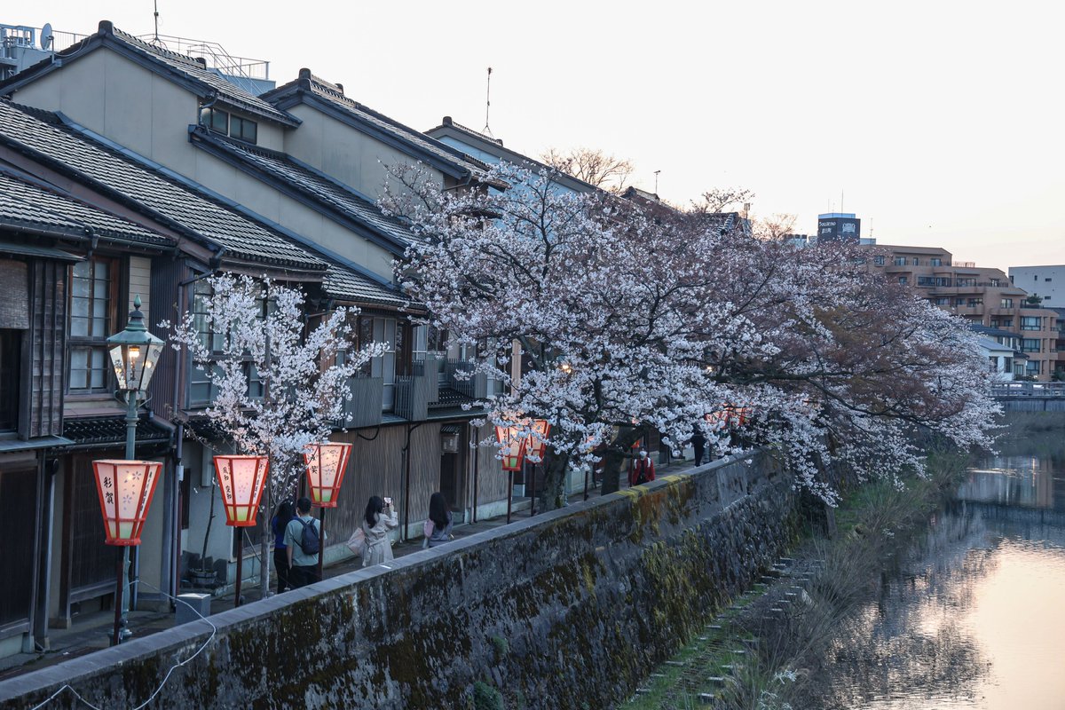 主計町茶屋街の桜

#石川県 #金沢 #主計町 #主計町茶屋街
#桜 #桜2024 #春2024
#額装のない写真展 
#カメラ好きな人と繋がりたい 
#写真好きな人と繋がりたい 
#キヤノン党でほめあいたい