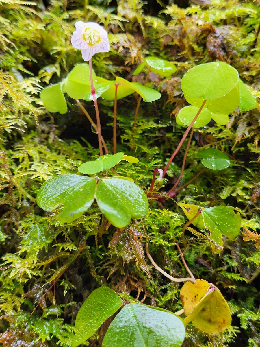 Flowering wood sorrel growing amidst the mosses on rock in an Irish Atlantic rainforest. 🌎
