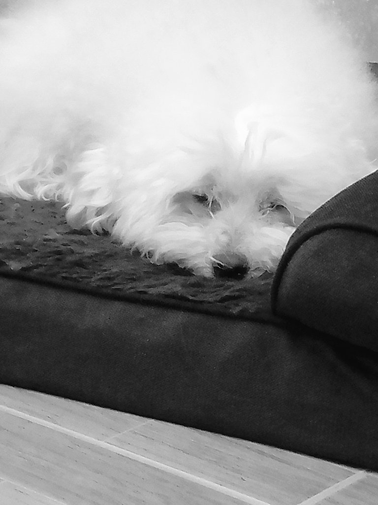 AlonsoTM3's tweet photo. Dónde quiera que estés... 
Descansa mi niño, duerme y juega todo lo que quieras
Te amo con todo mi corazón. https://t.co/lt67H0szsg