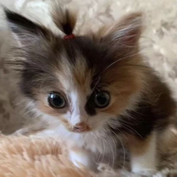 Punch Cat (@punchingcat) on Twitter photo 