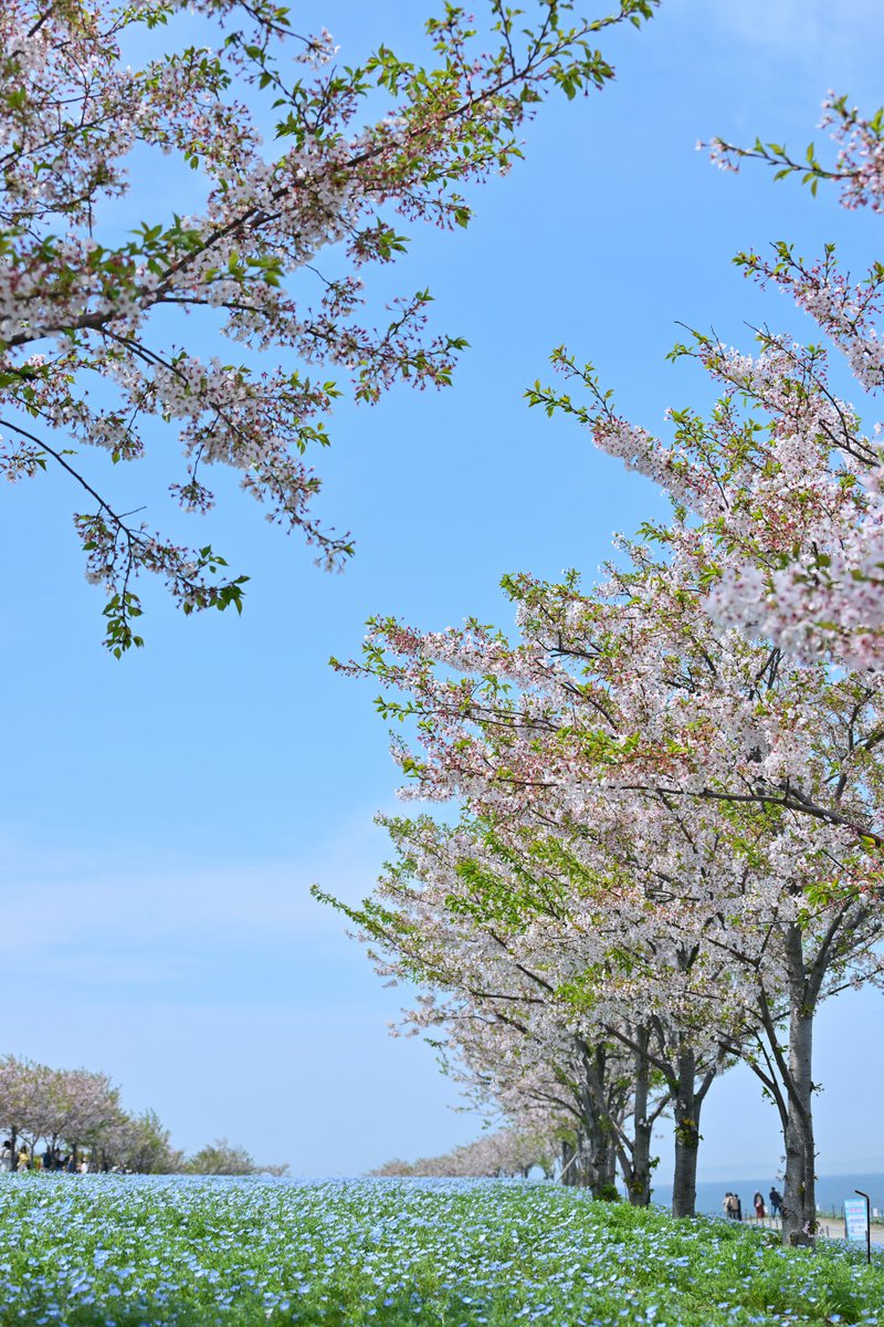 葉桜とネモフィラ…