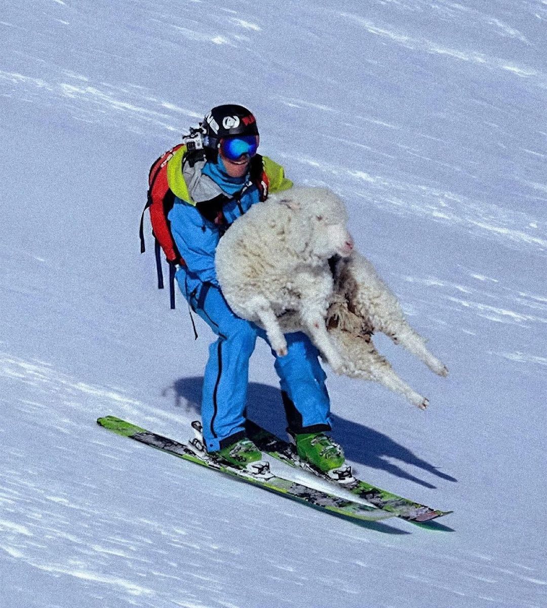 thinking about Pete Oswald, a skier who found an injured 88 lb sheep sliding down the slopes of Hector Mountains and carried it to safety