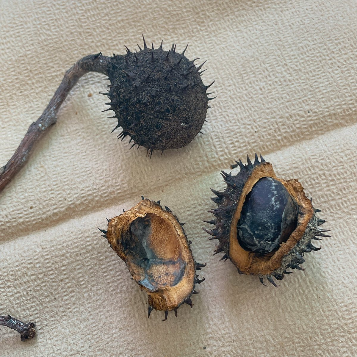 나무밑에서 주워 온 무언가의 씨앗
마로니에로 추정
심을까말까 고민중임...