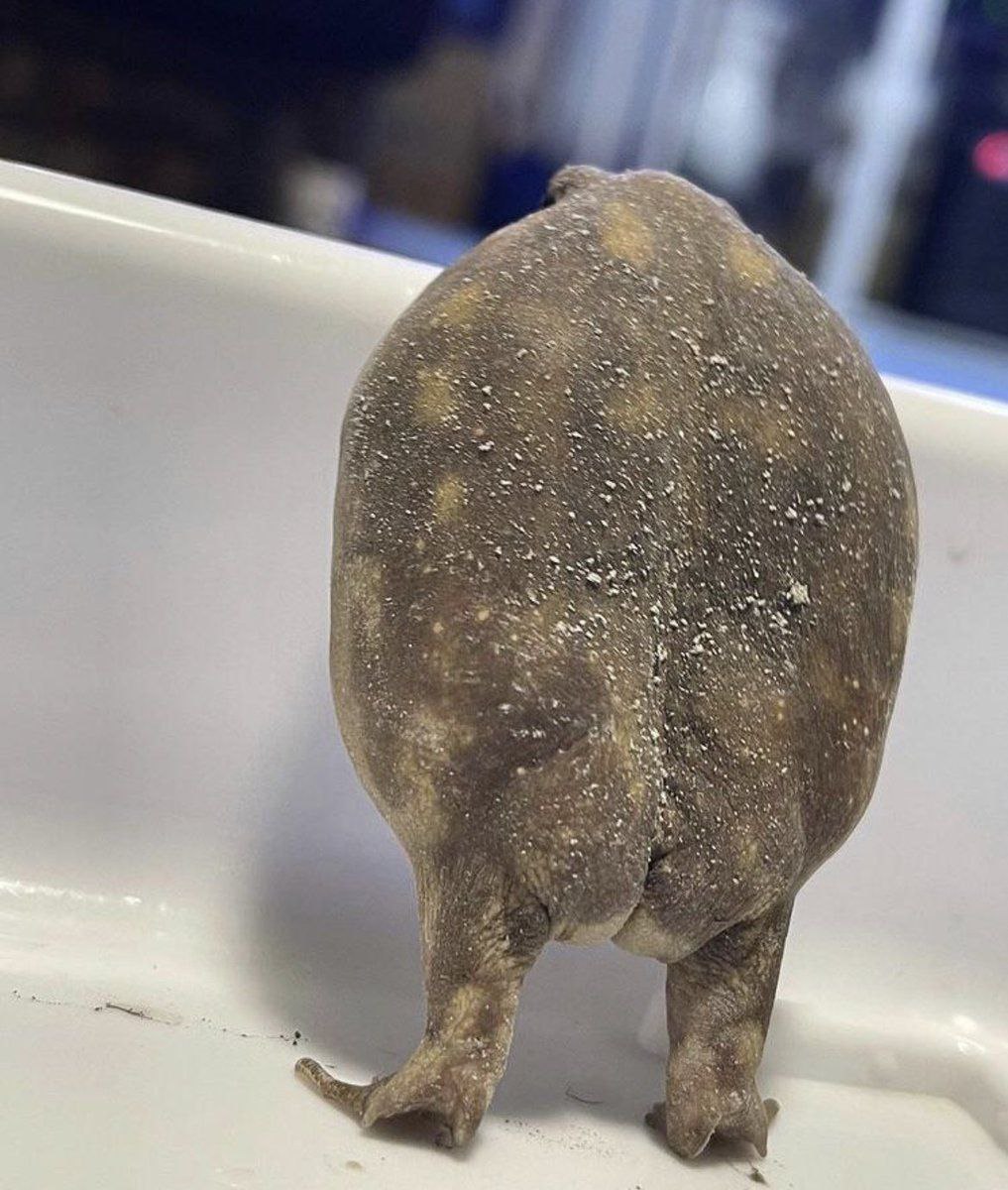 RobertToadSol's tweet photo. @1goonrich Gotta cheer u up with some cheeks 🐸 https://t.co/2rLRtcEIVE