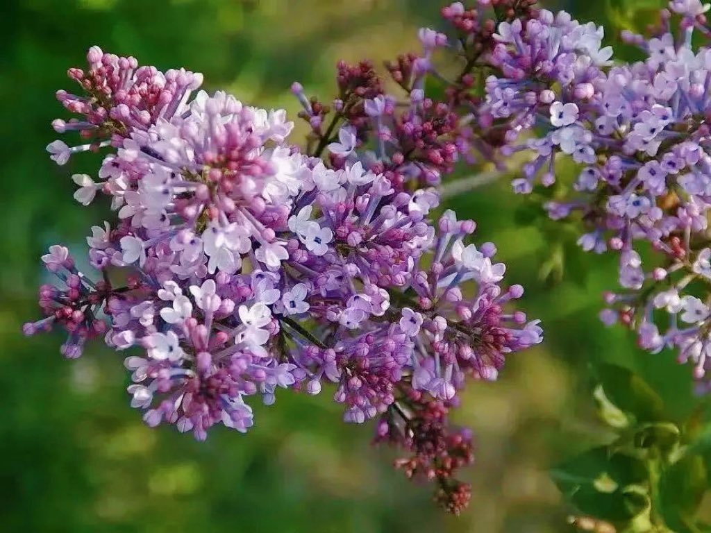 visitheilongji1's tweet photo. Starting with apricot blossoms and followed by the blooming of lilacs with their delightful scent, the spring vibe in Harbin always exceeds all expectations! 🌸🌼
#flowersea #flower #spring #springiscoming #nature #naturephotography #springview #specialfood #specialview #iceandsnow #Harbin #EWR #longjiangtravel #coolheilongjiang #welcometoheilongjiang
