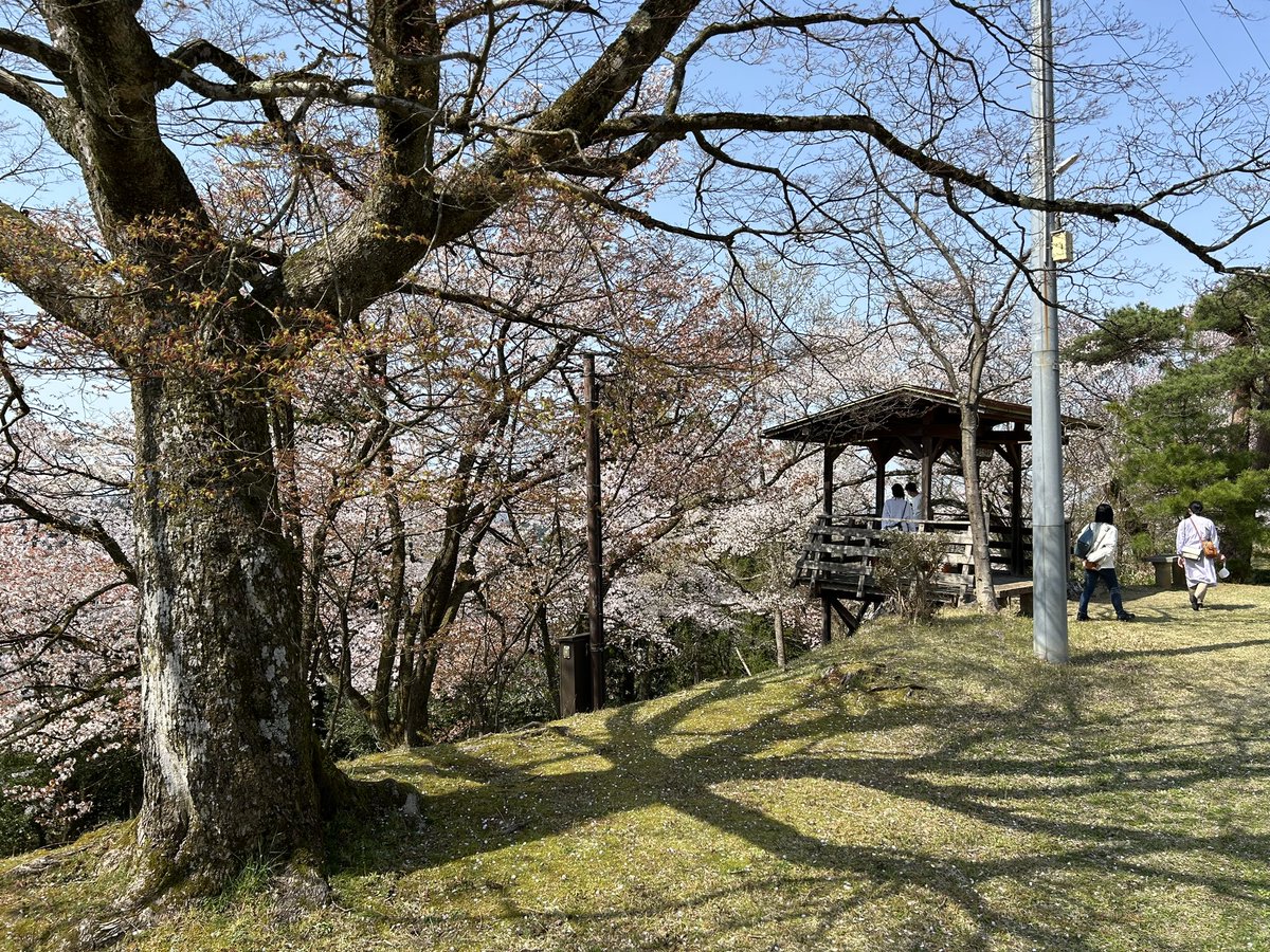 sitabuti's tweet photo. 坂を登った先は桜の園。
by八尾町城が山 https://t.co/zBeBmg9Fud