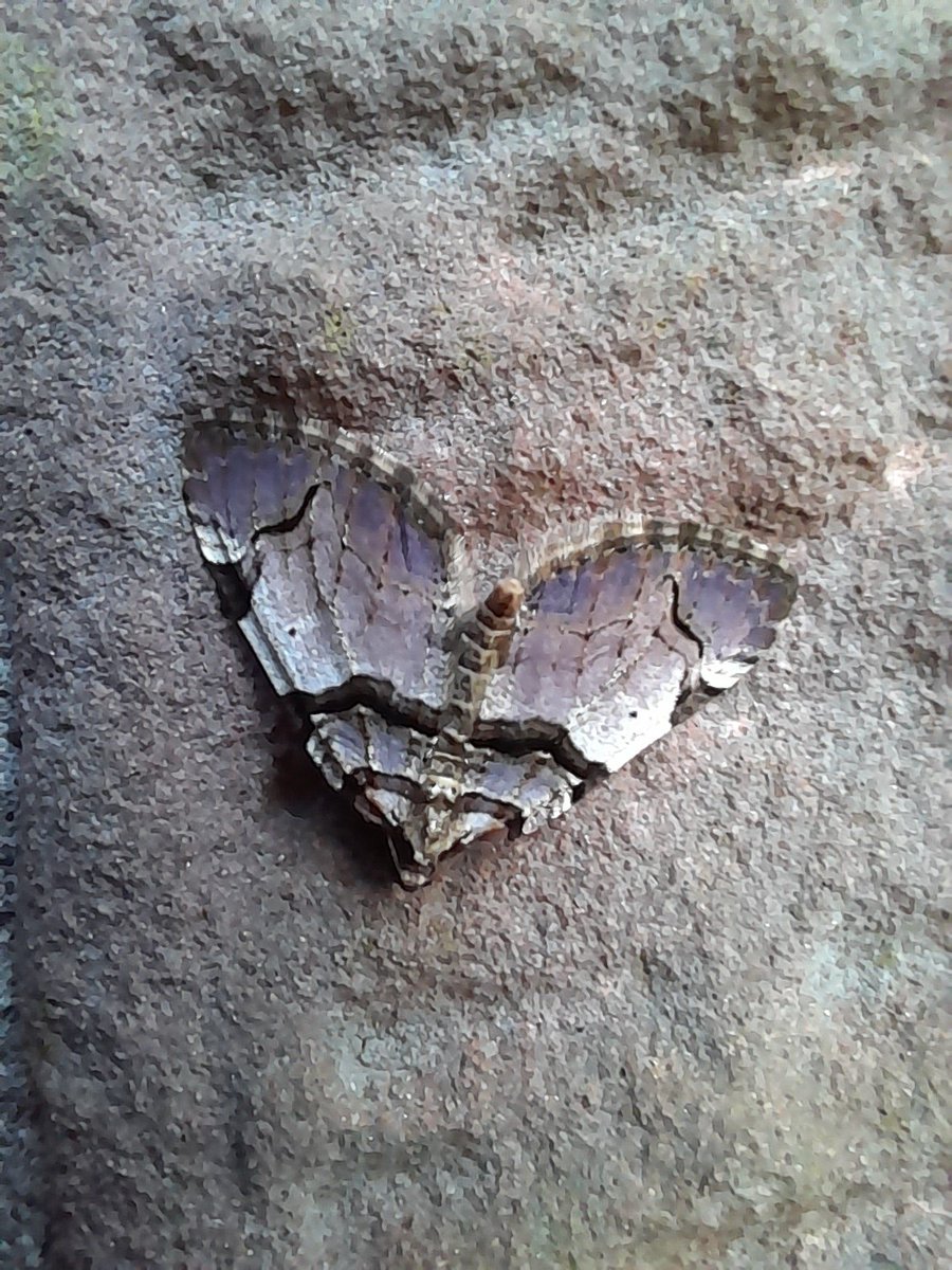 A fresh The Streamer - Anticlea derivata. Here it always seems to arrive a few days after Shoulder Stripe moth, both Rose specialist. #teammoth #MothsMatter