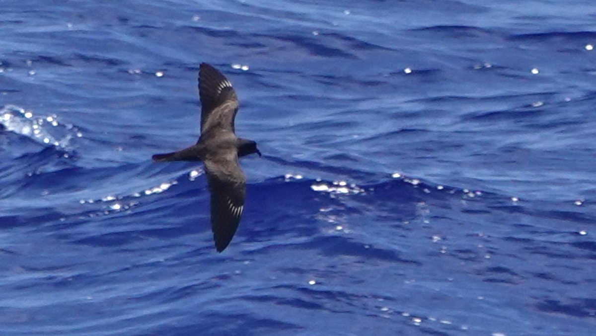 Approaching the Bonin Islands of Japan and picking up a few interesting seabirds. Kermadec and Bonin Petrels, Bannerman's Shearwater and Matsudaira's Storm-Petrel.