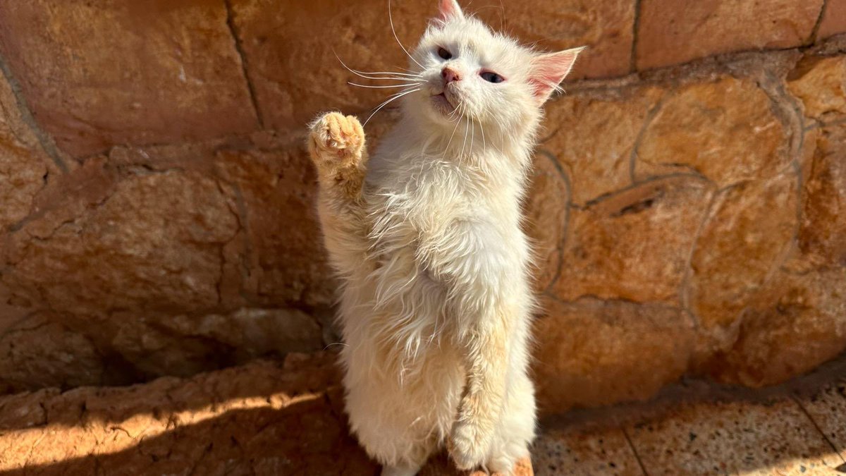 Ernesto’s Sanctuary for Syrian Cats tweet media