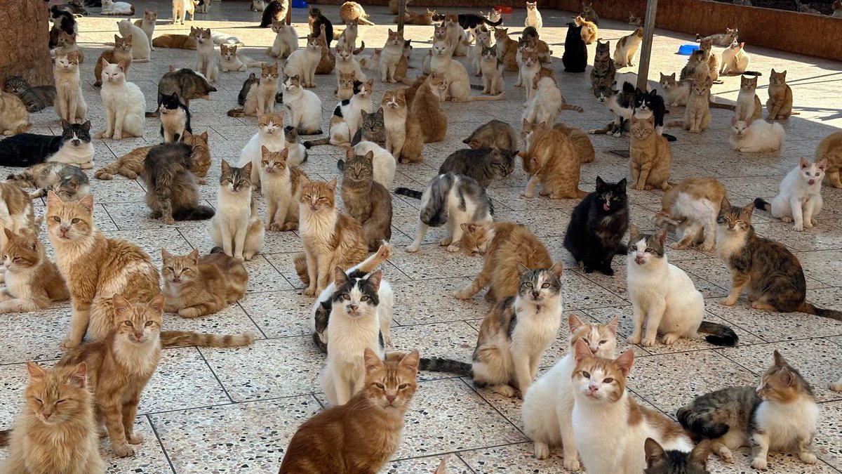 Ernesto’s Sanctuary for Syrian Cats tweet media