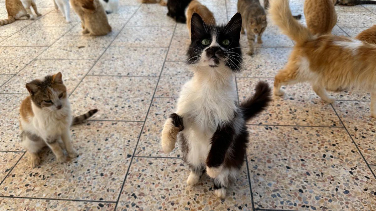 Beautiful photographs of our beautiful Syrian cats.

Our fundraising for dried food has dried up.
Please help us if you can. This is one bill that can't wait.

ernestosanctuary.org/product/dry-fo…

justgiving.com/crowdfunding/l…
