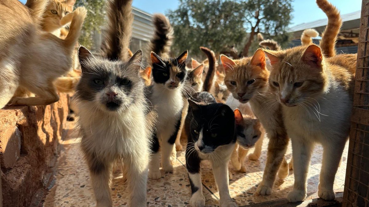 Ernesto’s Sanctuary for Syrian Cats tweet media
