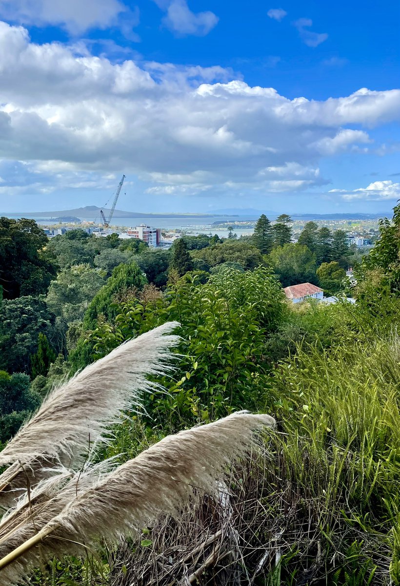 NatashaBarret18's tweet photo. Views at Eden Garden 🔭
#Maungawhau #MountEden #gardens #iphone12pro #iphonephoto #shotoniphone #plants #Auckland #flowers #views https://t.co/9v9c1CNcDj