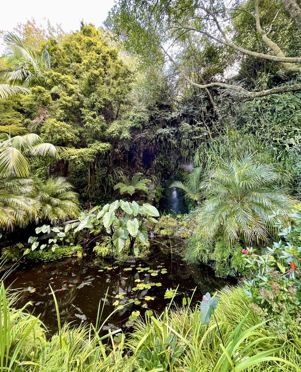 NatashaBarret18's tweet photo. Views at Eden Garden 🔭
#Maungawhau #MountEden #gardens #iphone12pro #iphonephoto #shotoniphone #plants #Auckland #flowers #views https://t.co/9v9c1CNcDj