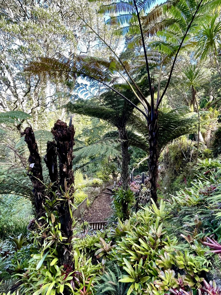 NatashaBarret18's tweet photo. Views at Eden Garden 🔭
#Maungawhau #MountEden #gardens #iphone12pro #iphonephoto #shotoniphone #plants #Auckland #flowers #views https://t.co/9v9c1CNcDj
